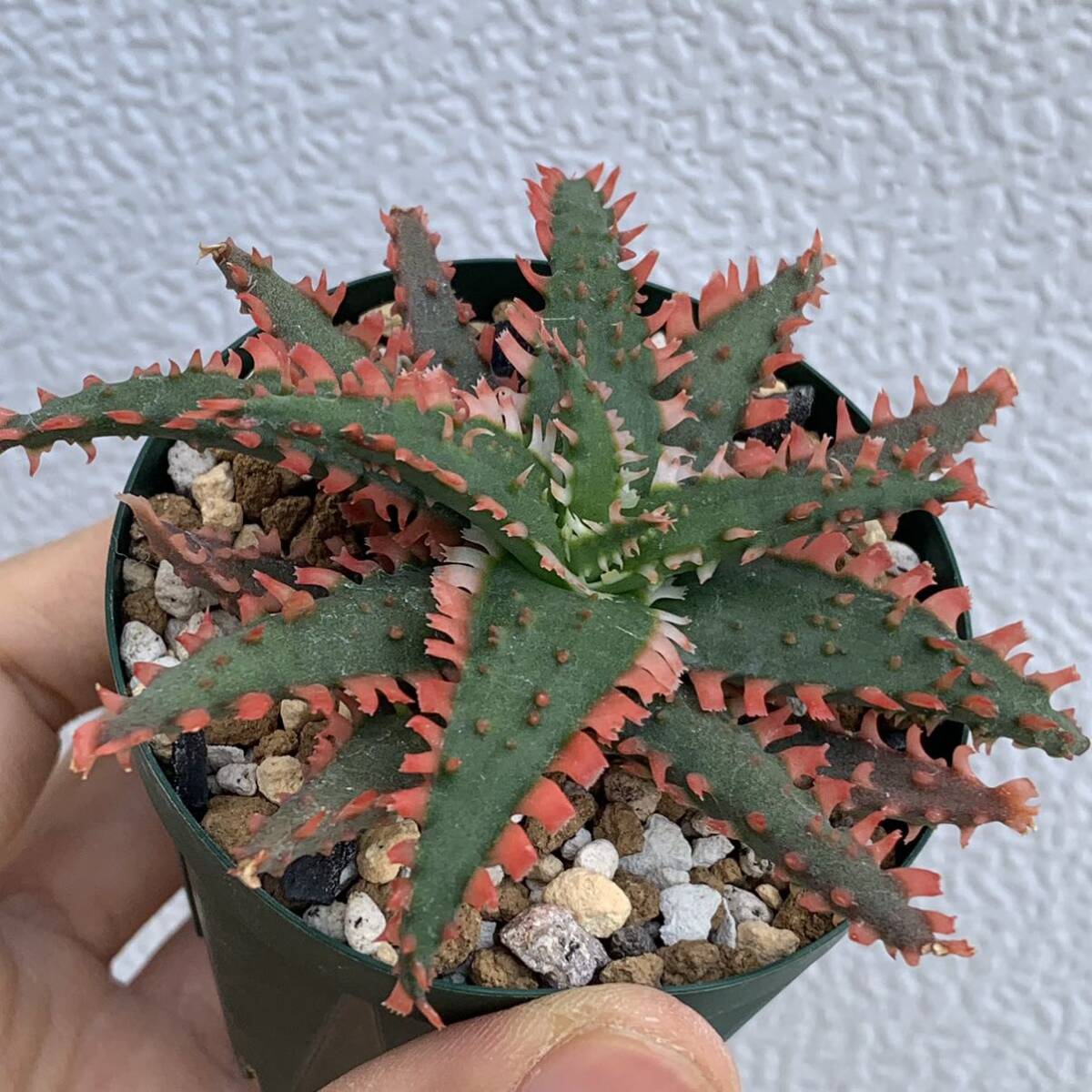 06 Aloe hybアロエ ハイブリッド（多肉植物 観葉植物 hybrid）_画像8