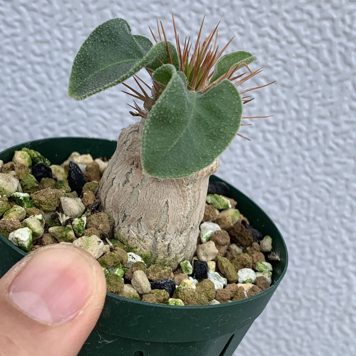 Pachypodium namaquanum パキポディウム ナマクアナム 光堂 実生（多肉植物 観葉植物 塊根植物 コーデックス ）_画像2