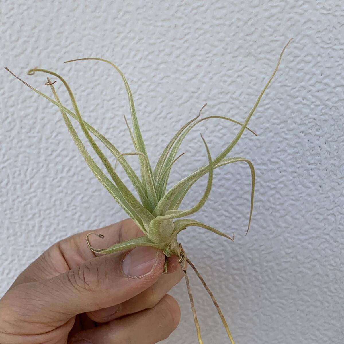 Tillandsia humilis ティランジア フミリス （多肉植物 観葉植物 チランジア エアープランツ ）の画像1