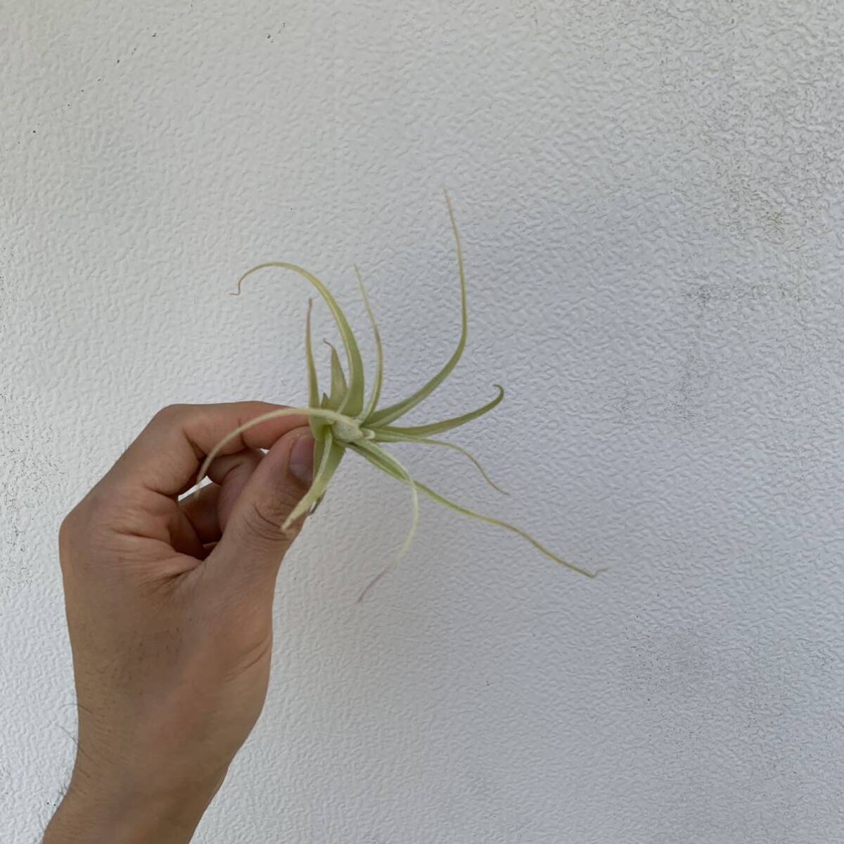 Tillandsia humilis ティランジア フミリス （多肉植物 観葉植物 チランジア エアープランツ ）の画像8