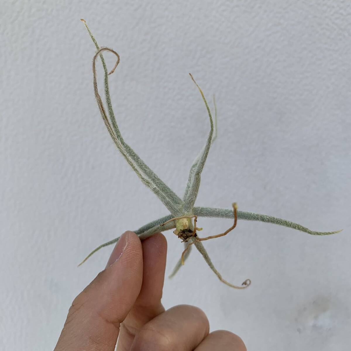 Tillandsia graomogolensisti Ran ji UGG laomogo Len sis( succulent plant decorative plant chi Ran jia air plant )