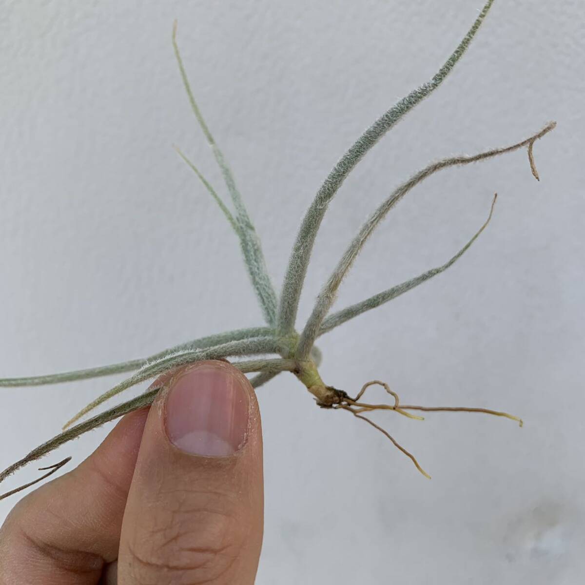 Tillandsia graomogolensisti Ran ji UGG laomogo Len sis( succulent plant decorative plant chi Ran jia air plant )