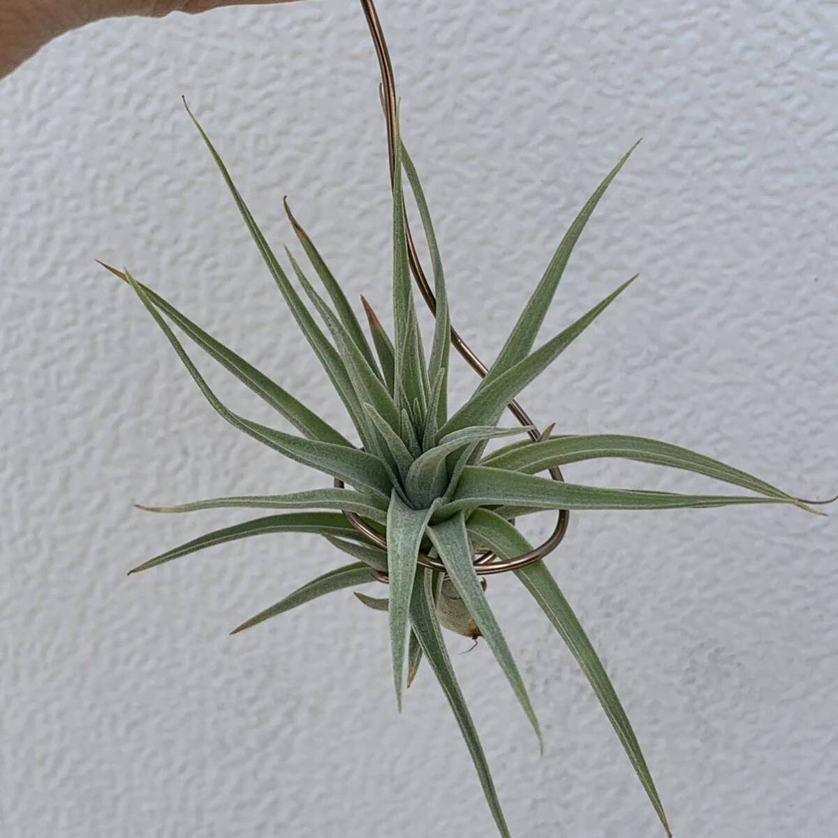 Tillandsia aeranthos var. alba ティランジア アエラントス アルバ（多肉植物 観葉植物 チランジア エアプランツ エアープランツ ）の画像4