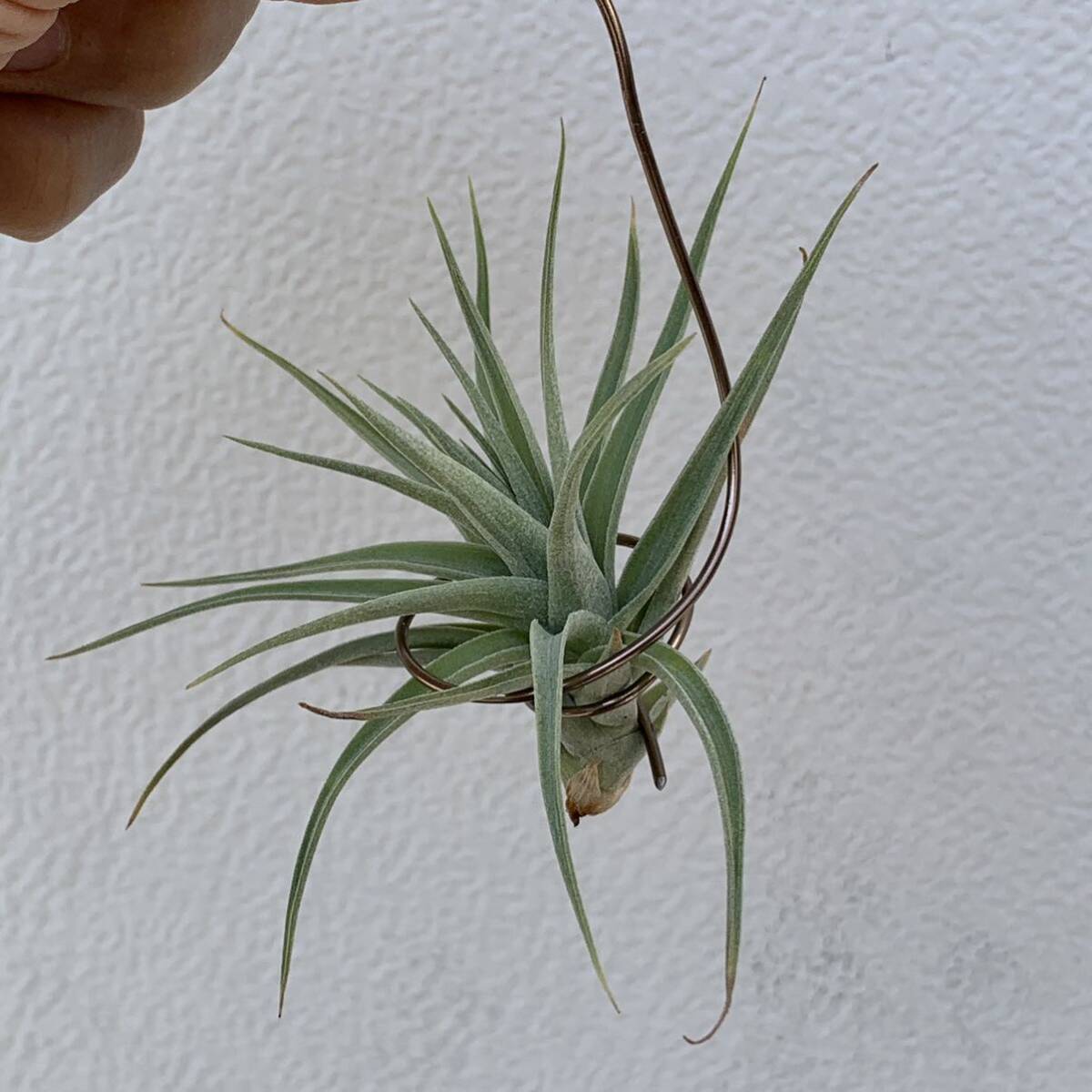 Tillandsia aeranthos var. alba ティランジア アエラントス アルバ（多肉植物 観葉植物 チランジア エアプランツ エアープランツ ）の画像1