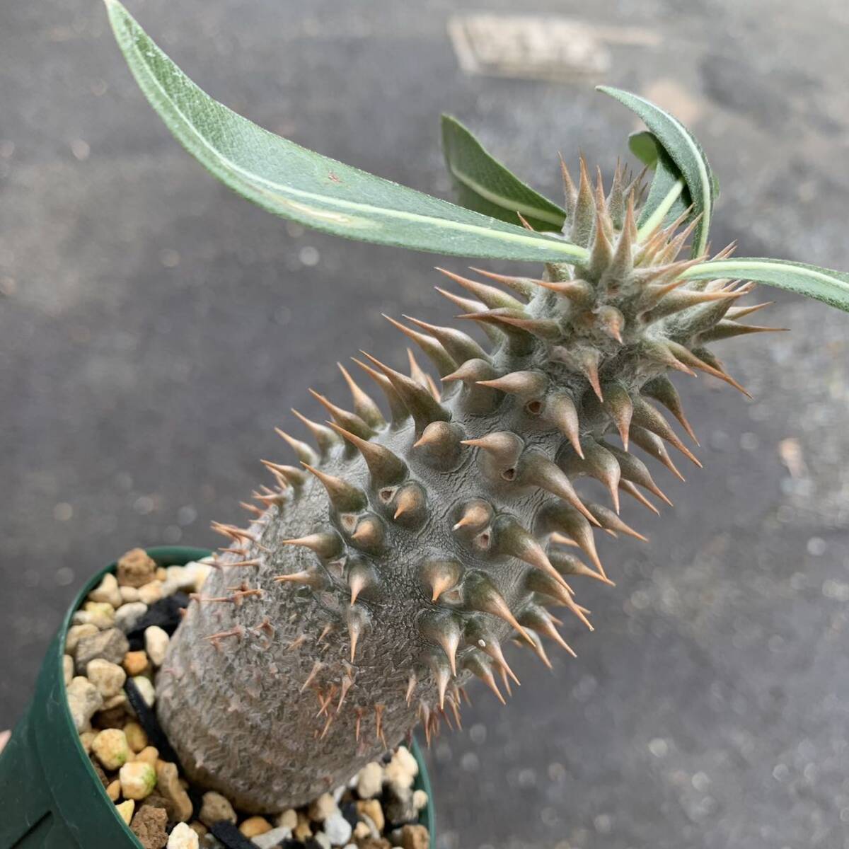 Pachypodium horombense パキポディウム ホロンベンセ 実生（多肉植物 観葉植物）_画像7