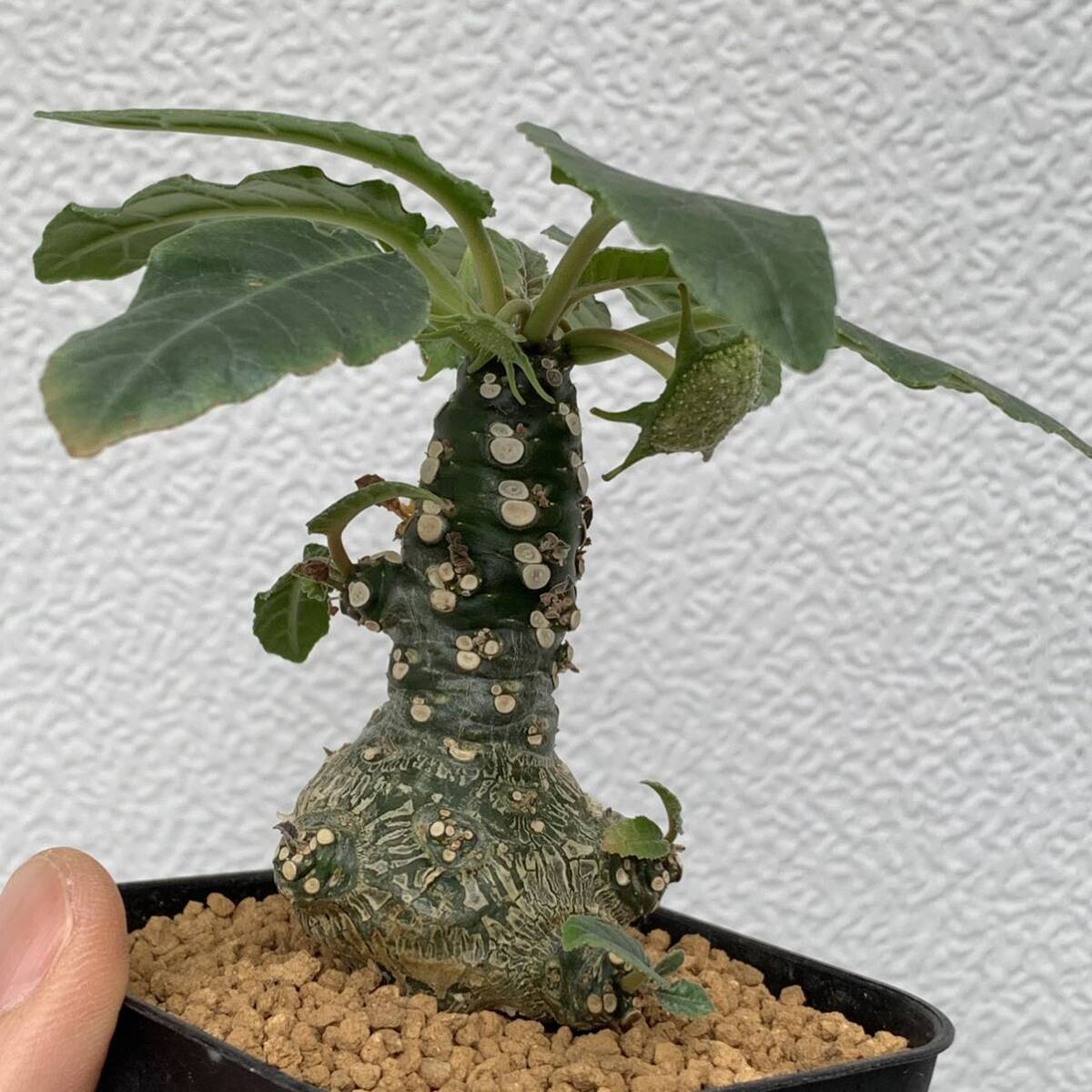 03 Dorstenia sp. lav 23457 ドルステニア 未同定種 実生（多肉植物 観葉植物 塊根植物 コーデックス ）の画像7