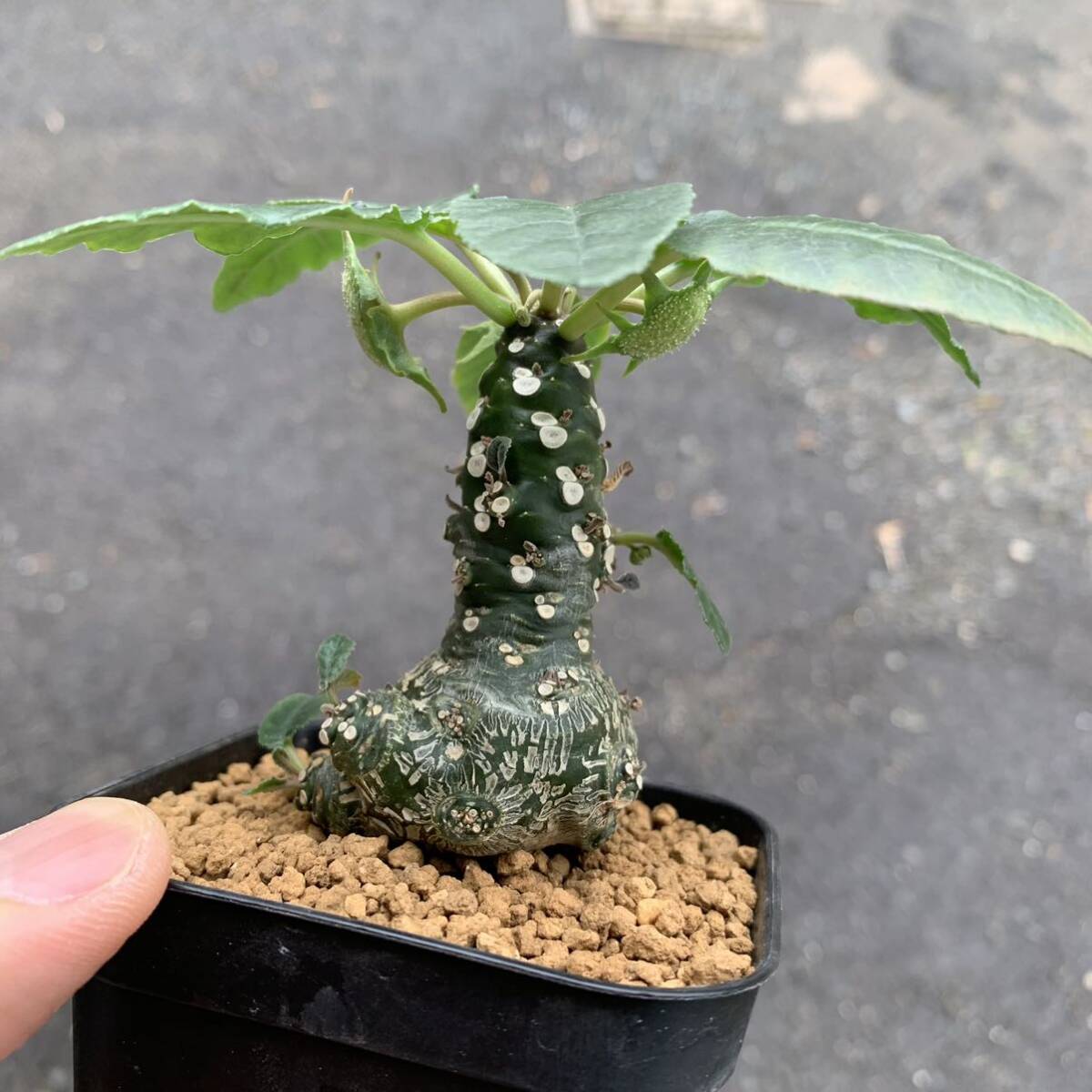 03 Dorstenia sp. lav 23457 ドルステニア 未同定種 実生（多肉植物 観葉植物 塊根植物 コーデックス ）の画像3