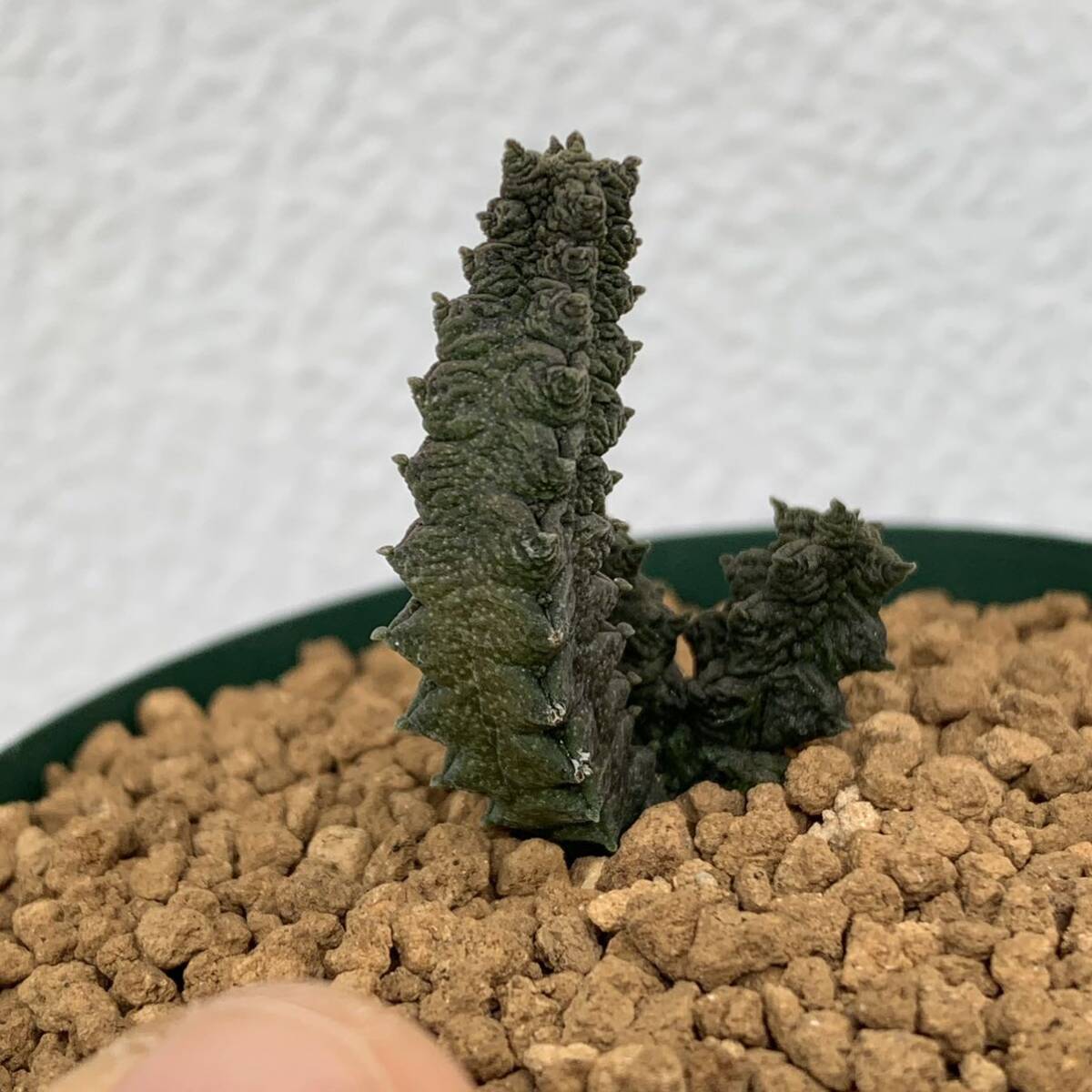 Pseudolithos mccoyiプセウドリトス マッコイ 実生（多肉植物 観葉植物）の画像3