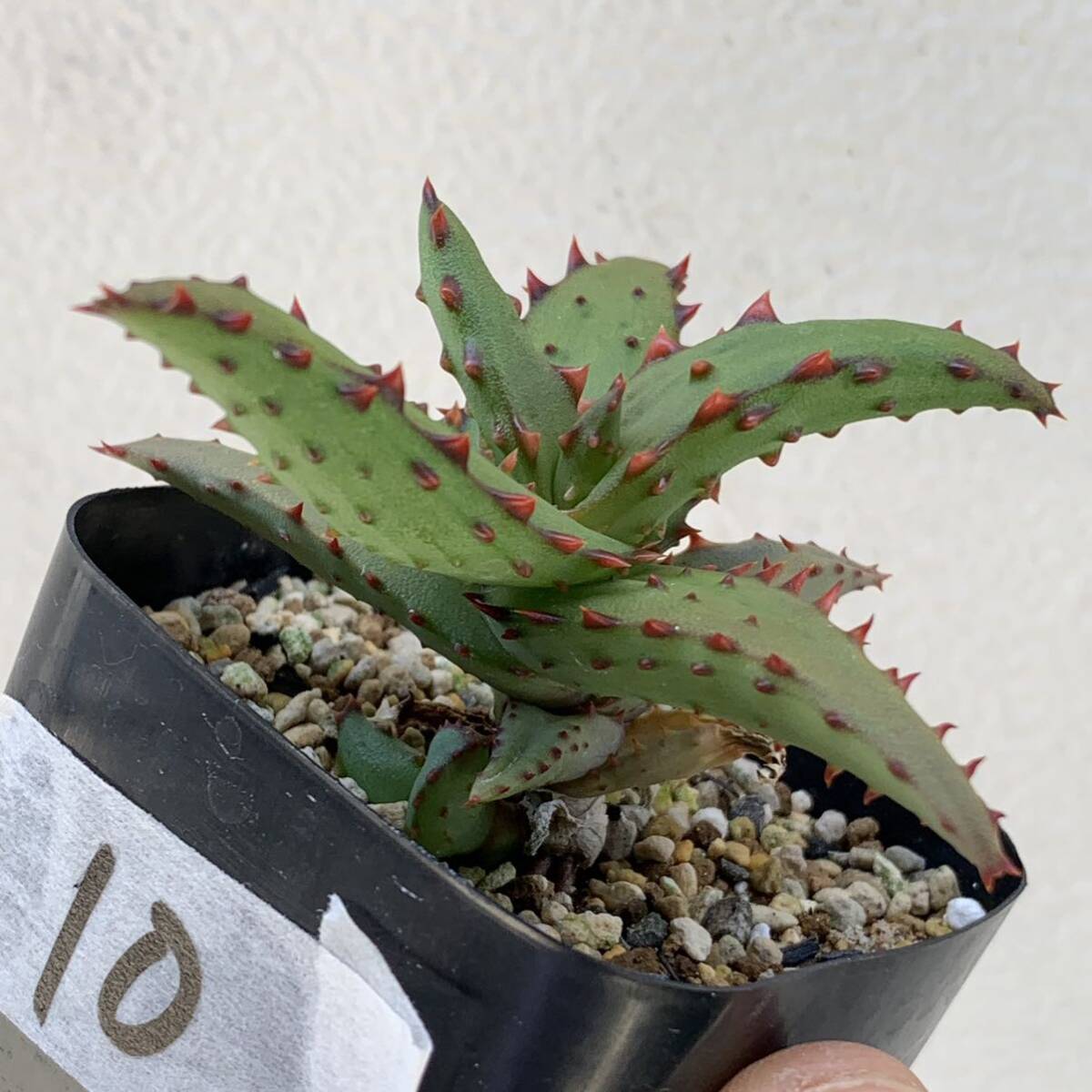 10 Aloe castilloniae hyb アロエ カスティロニアエハイブリッド ノーマルタイプ×強棘タイプ（多肉植物 観葉植物 hybrid）_画像6