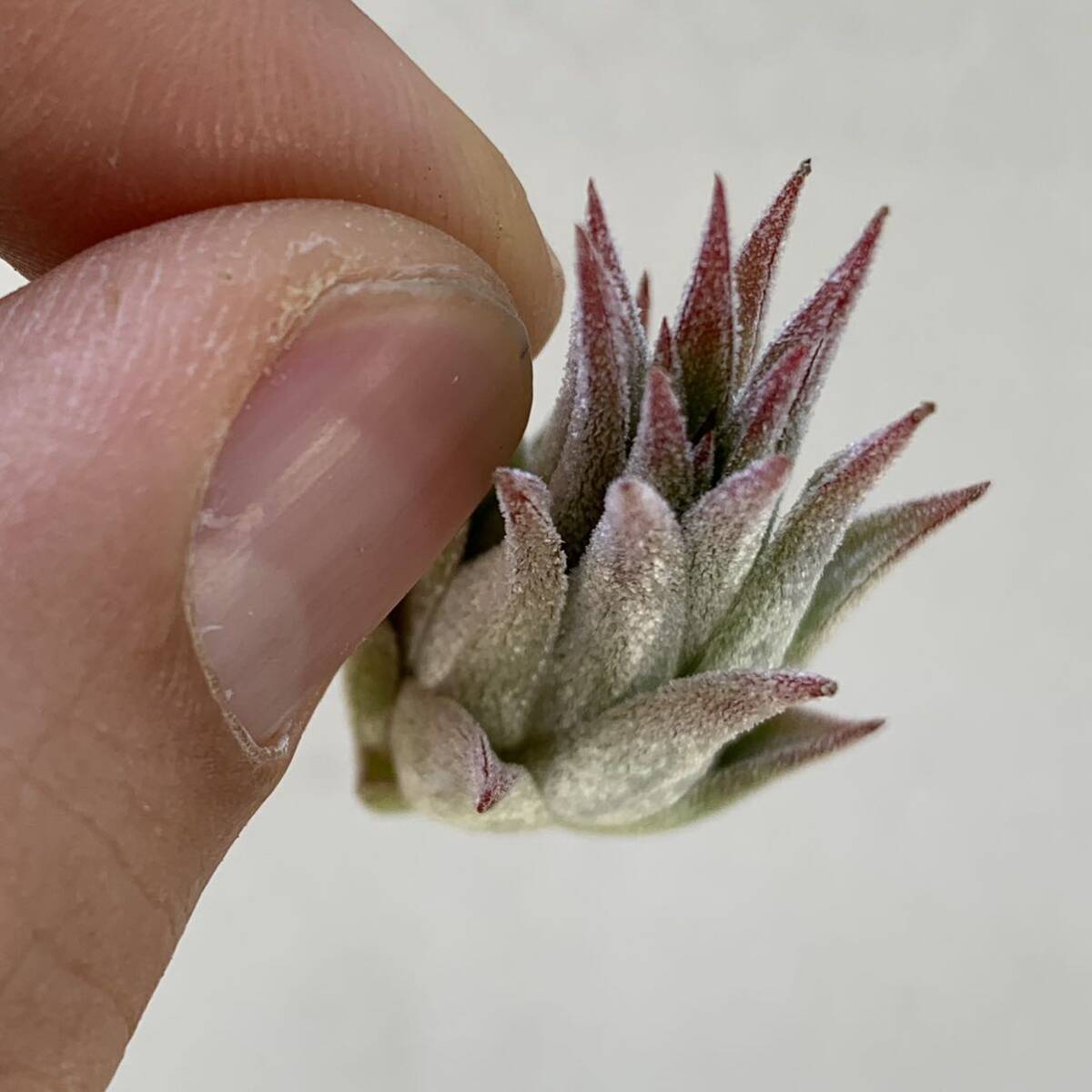 Tillandsia ionantha grey form ティランジア イオナンタ グレイフォーム 欧州由来（チランジア エアプランツ ）の画像6