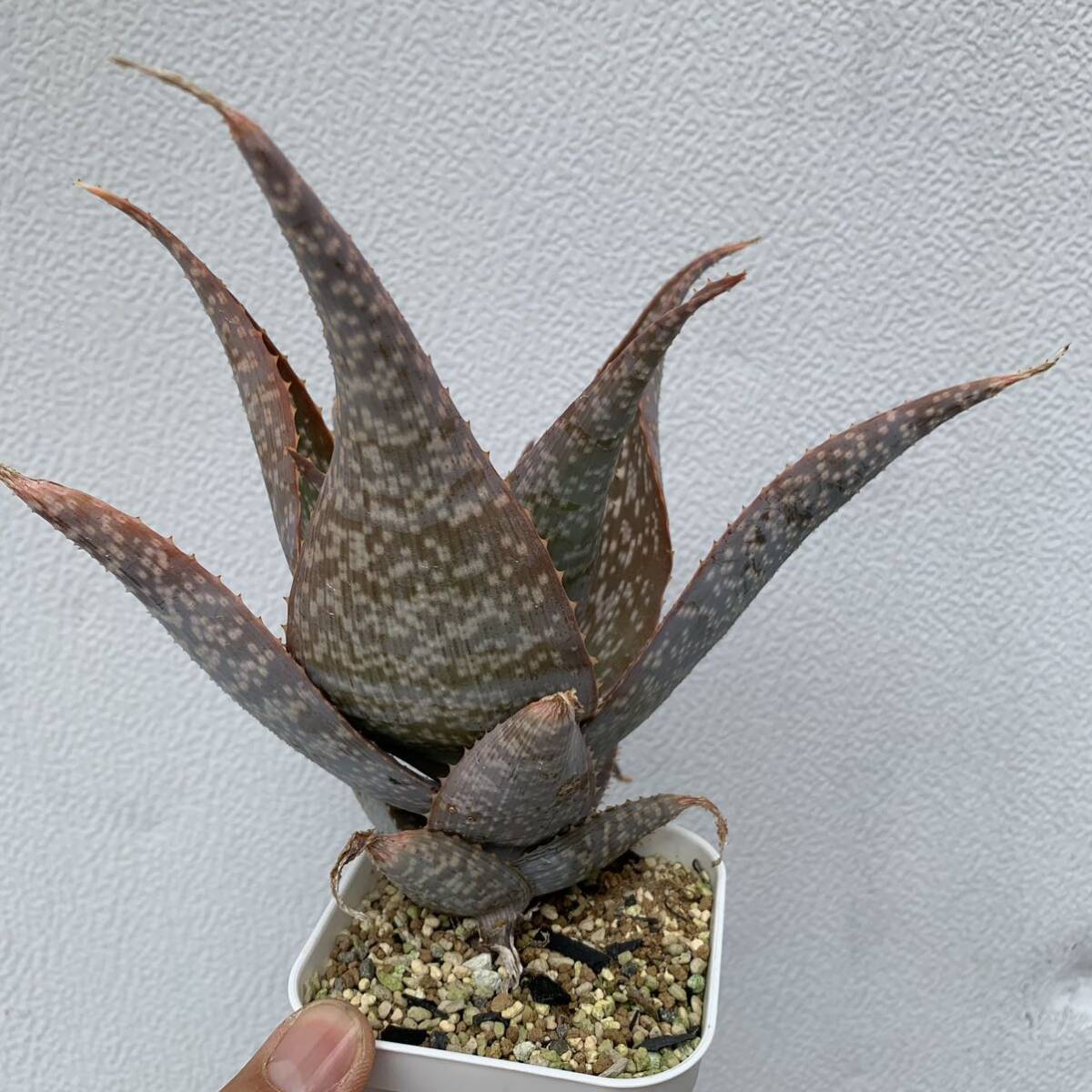 05 Aloe deltoideodontahybアロエ デルトイデオドンタ ハイブリッド 実生（多肉植物 観葉植物 hybrid）_画像10