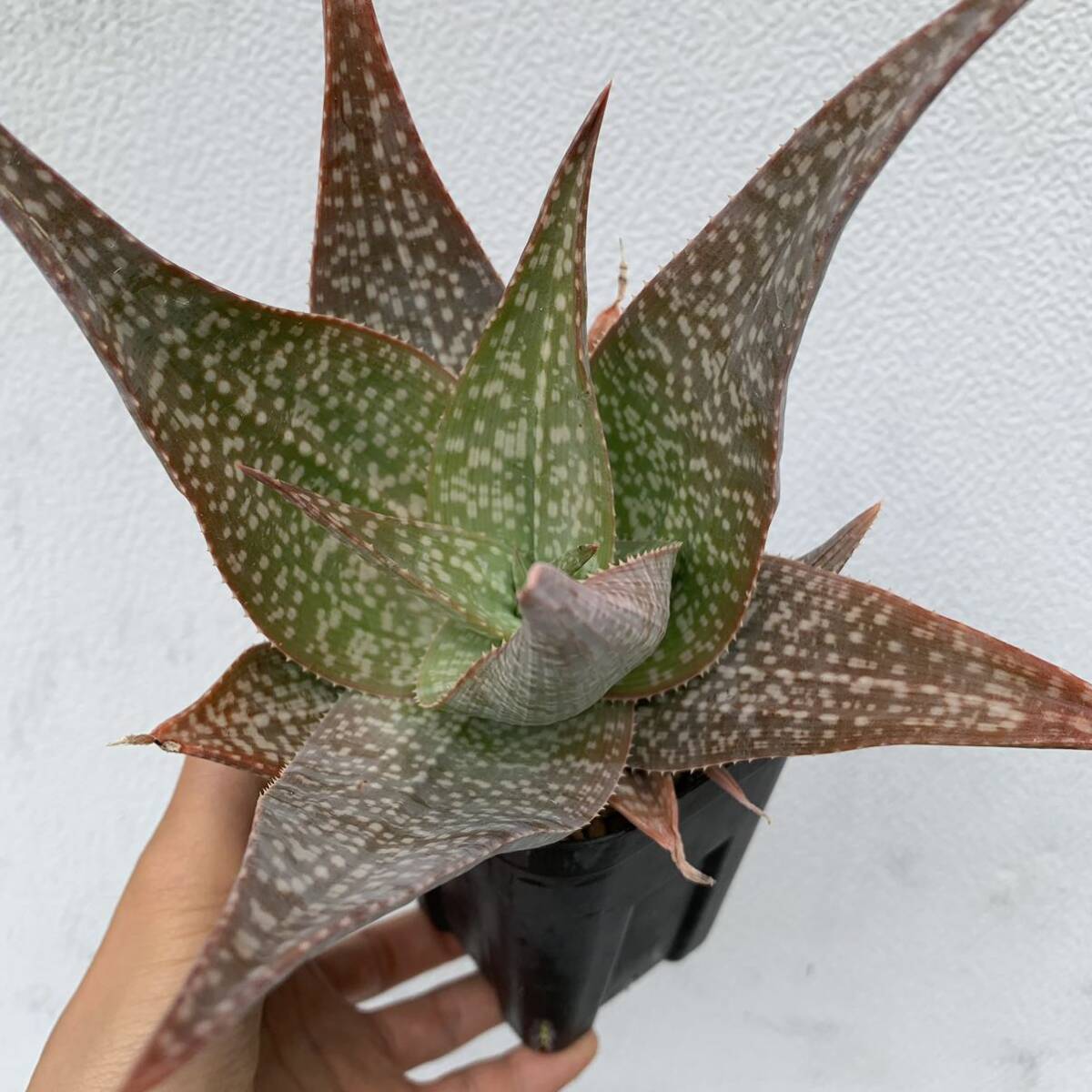 06 Aloe deltoideodontahybアロエ デルトイデオドンタ ハイブリッド 実生（多肉植物 観葉植物 hybrid）_画像5