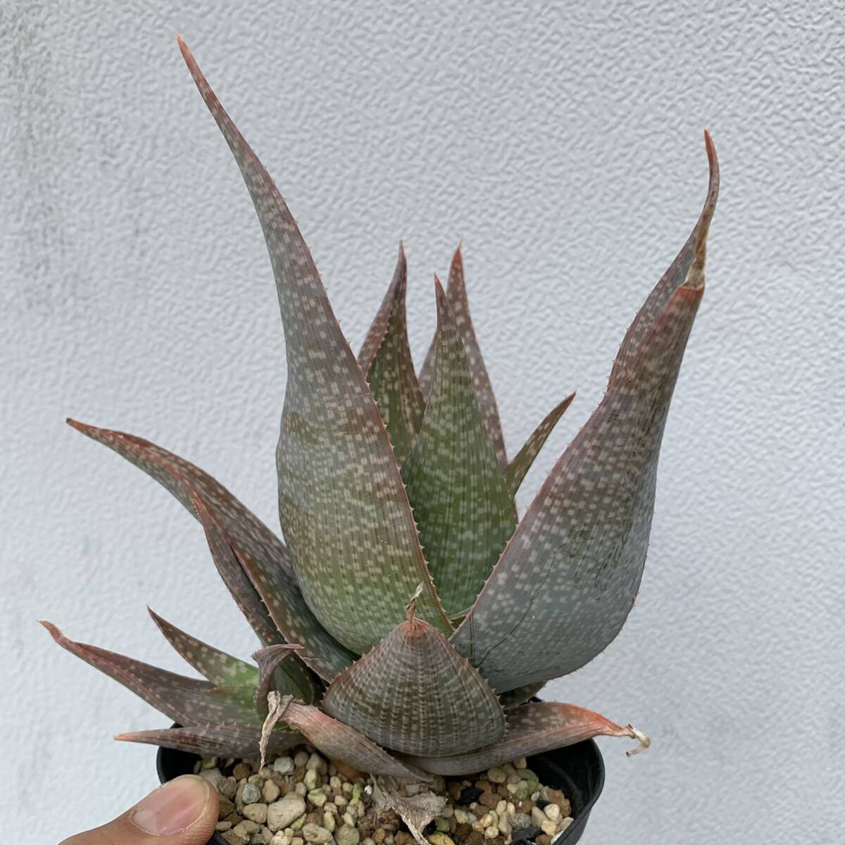 06 Aloe deltoideodontahybアロエ デルトイデオドンタ ハイブリッド 実生（多肉植物 観葉植物 hybrid）_画像4