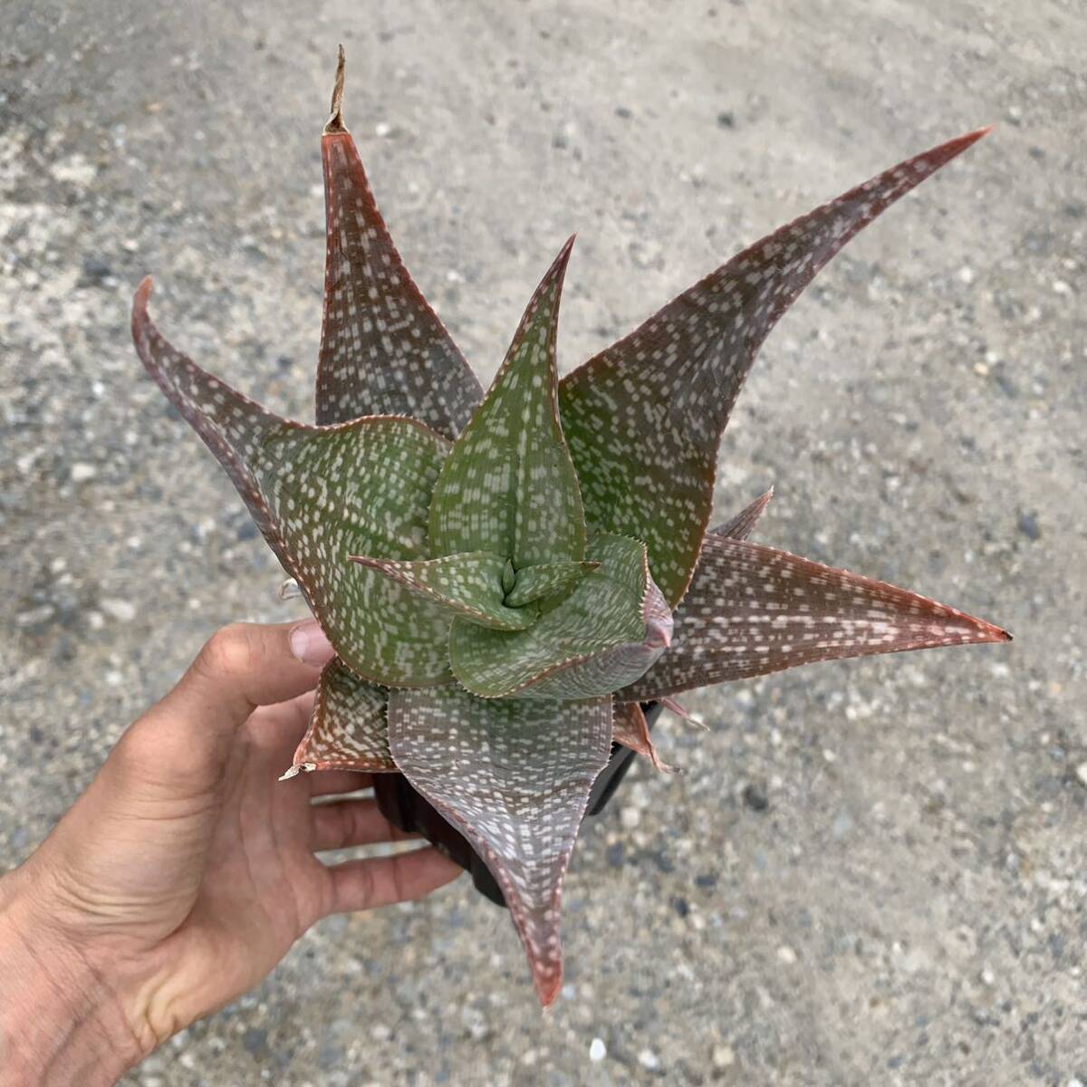 06 Aloe deltoideodontahybアロエ デルトイデオドンタ ハイブリッド 実生（多肉植物 観葉植物 hybrid）_画像10