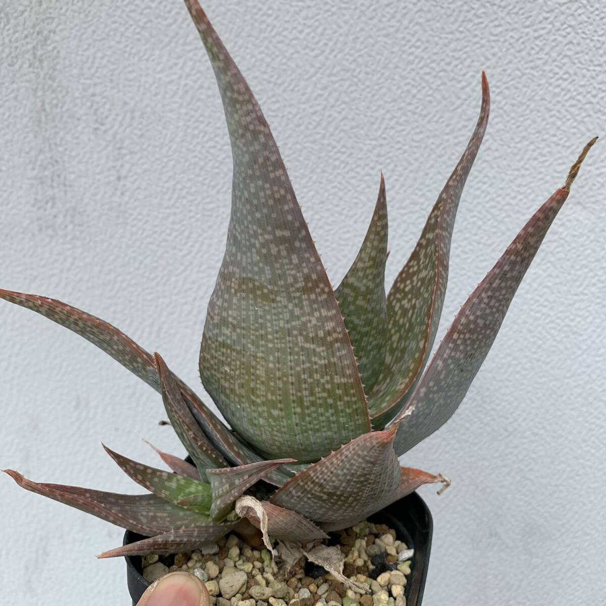 06 Aloe deltoideodontahybアロエ デルトイデオドンタ ハイブリッド 実生（多肉植物 観葉植物 hybrid）_画像2