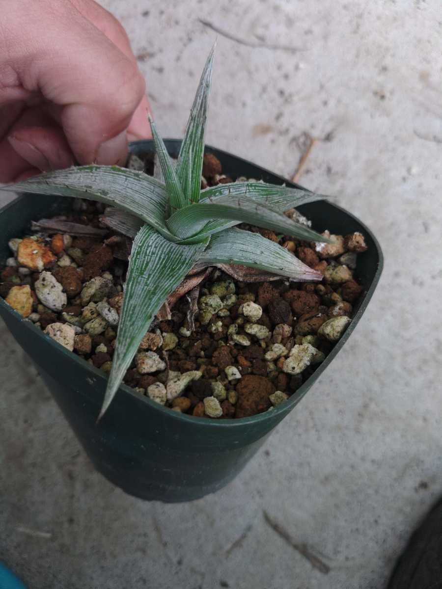 ディッキア　マセドイ　Dyckia macedoi　ブロメリア　アナナス_画像2