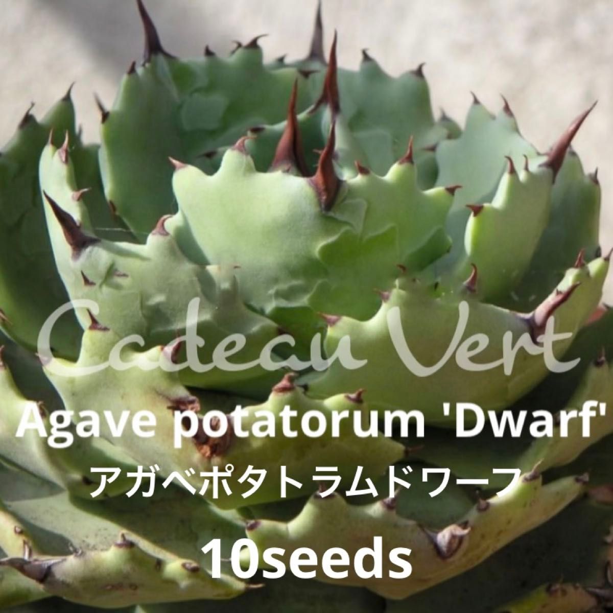 Potatorum 'Dwarf'☆アガベ ポタトラム ドワーフ種子10粒＋1粒☆