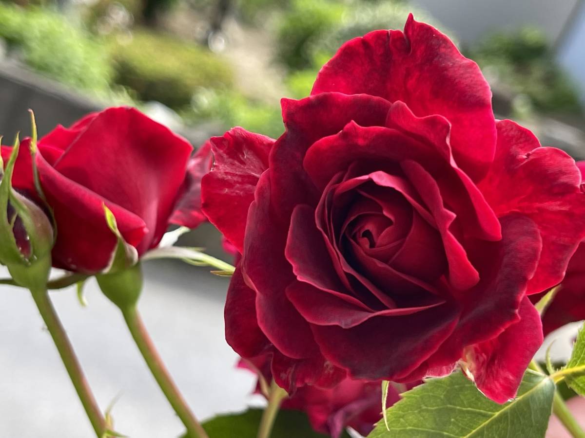  роза роза ... красный 3шт.@# бесплатная доставка (.. дерево сад низкий дерево ) роза садоводство .. темно-красный Англия Classic 