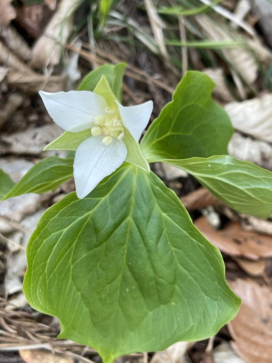 山野草　天然 ★ 白花 エンレイソウ　3株　★希少　延れい草 根付き 送料無料　◇ユリ科　東北産 ゆうパケット 発送　　残りわずか_画像7