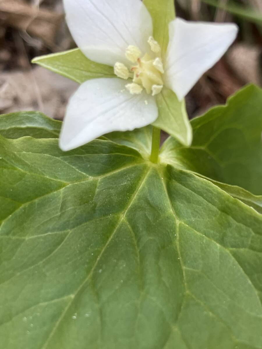 ★白花★ エンレイソウ 根付き 3株 送料無料天然 延齢草 ★ 山野草◇ユリ科 東北産 ゆうパケット 発送 白い妖精の画像3