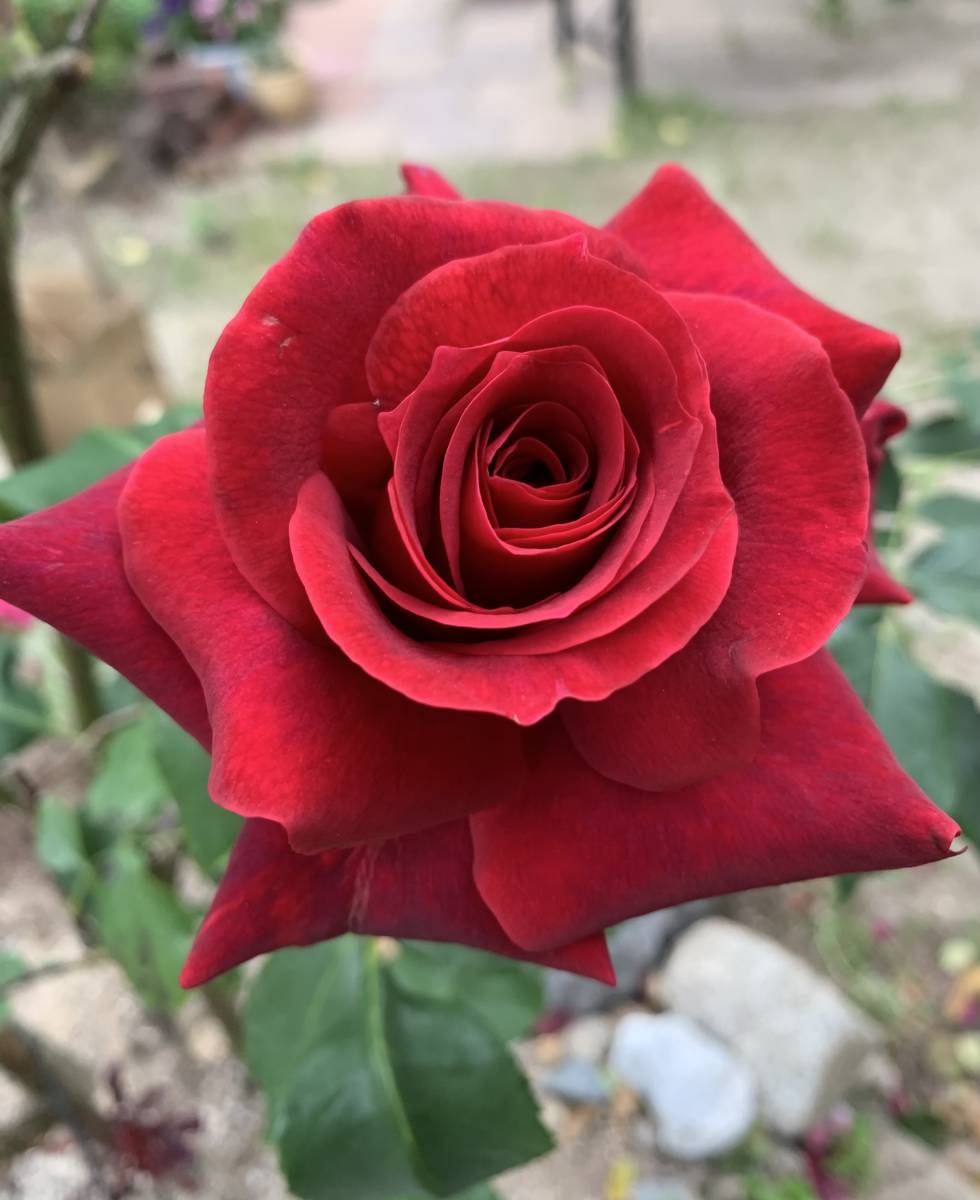  роза роза ... красный 3шт.@# бесплатная доставка (.. дерево сад низкий дерево ) роза садоводство .. темно-красный Англия Classic 
