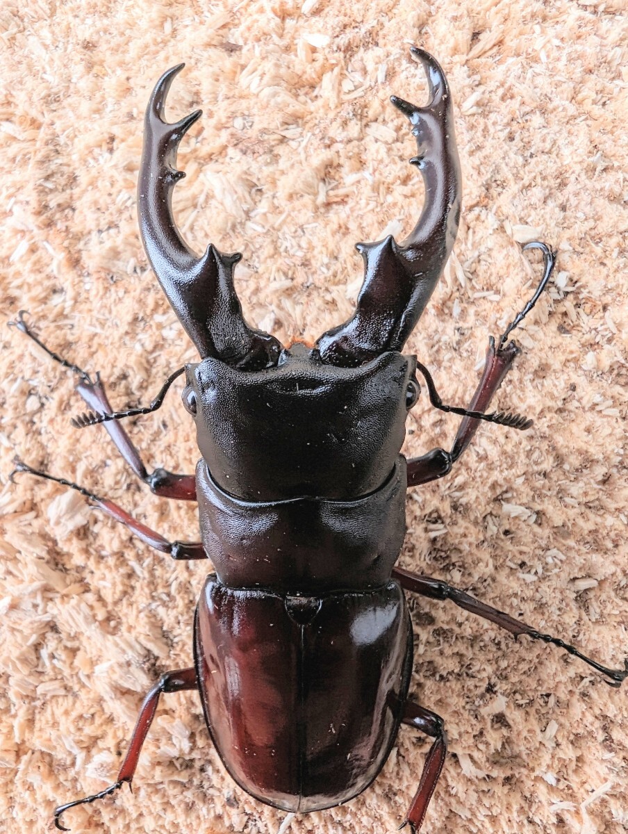 《後食済》ボーリンフタマタ バミノルム ♂単②の画像1