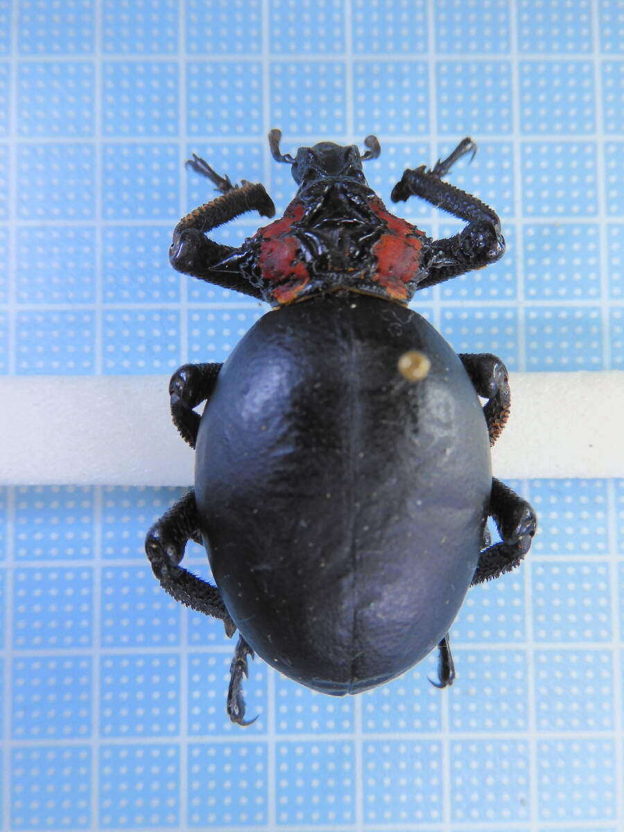 ☆珍品特大南アフリカ産オオタマゾウムシBrachycerus apterus50mm _画像1