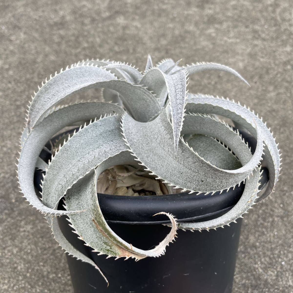 ディッキア マルニエルラポストレイ Dyckia marnier-lapostollei 'V.T Aster' from Vichit Thanduan_画像4