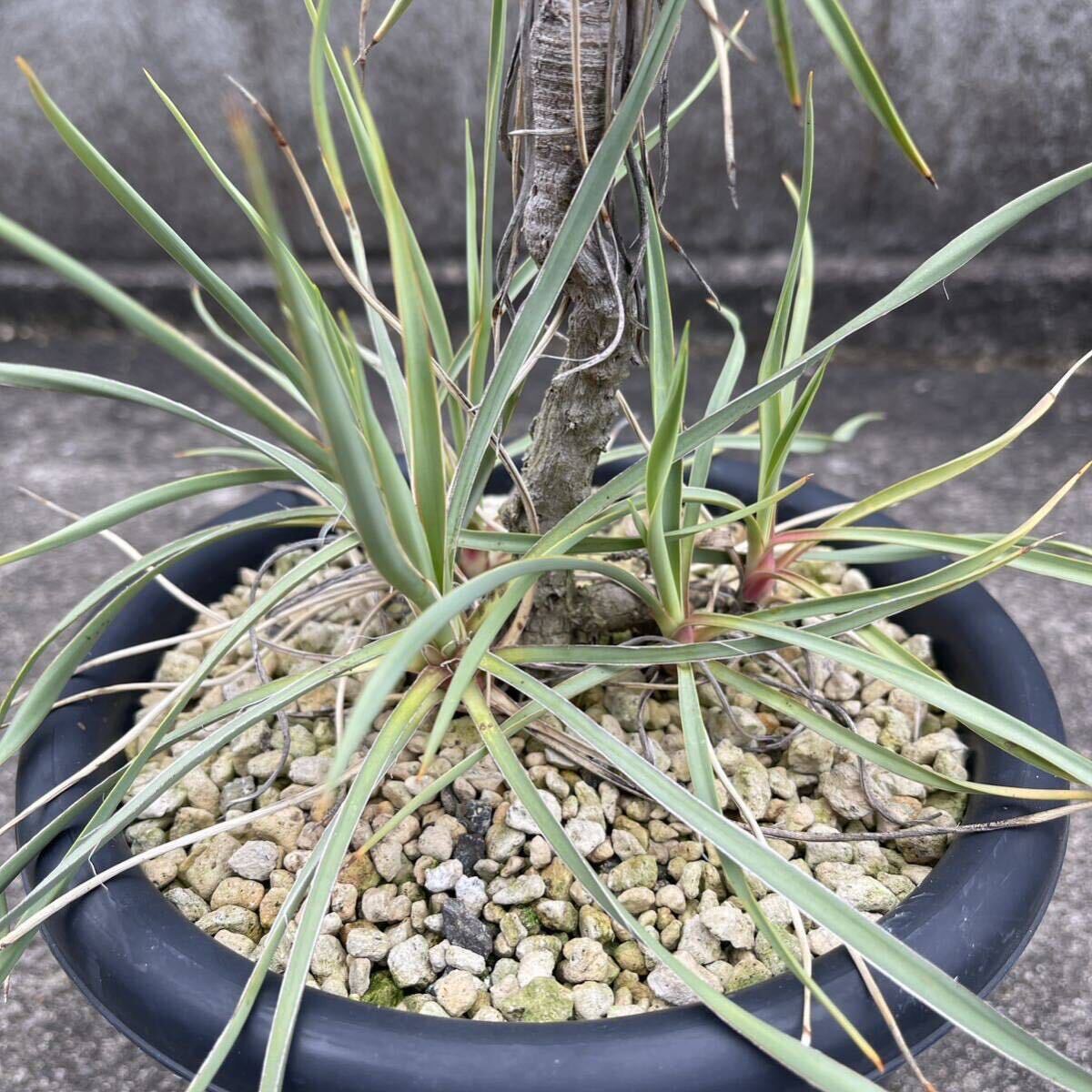 ユッカ グラウカ 亜種 アルバーターナYucca glauca ssp.albertana 群生株_画像3