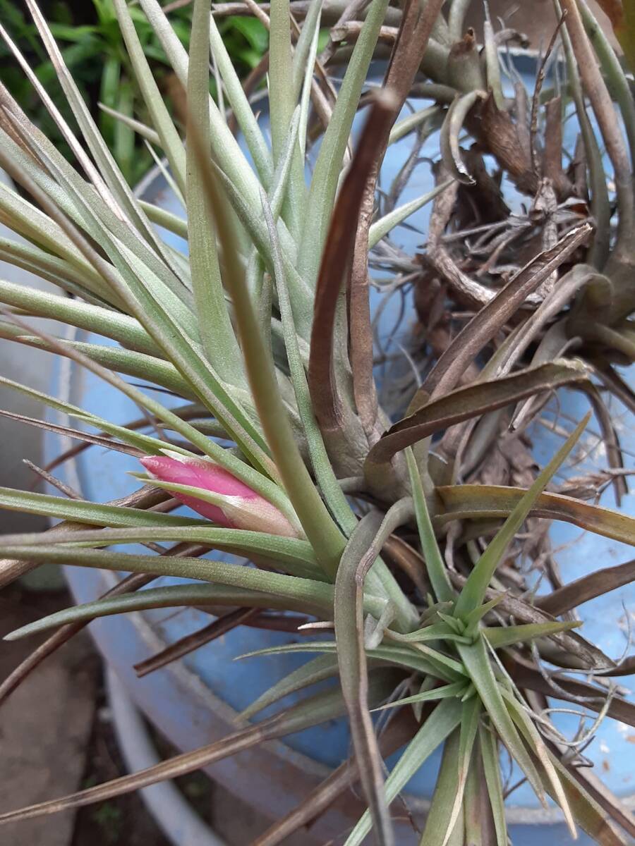 Tillandsia aeranthos の花付きクランプ株（オマケあり） エアープランツ ティランジア 熱帯植物 着生植物 ブロメリア の画像4