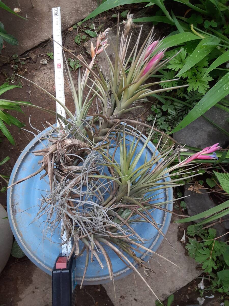 Tillandsia aeranthos の花付きクランプ株（オマケあり） エアープランツ ティランジア 熱帯植物 着生植物 ブロメリア の画像7