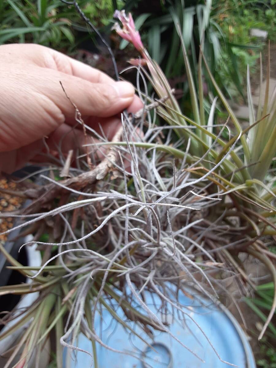 Tillandsia aeranthos の花付きクランプ株とそのほか２種セット エアープランツ ティランジア 熱帯植物 着生植物 ブロメリアの画像5