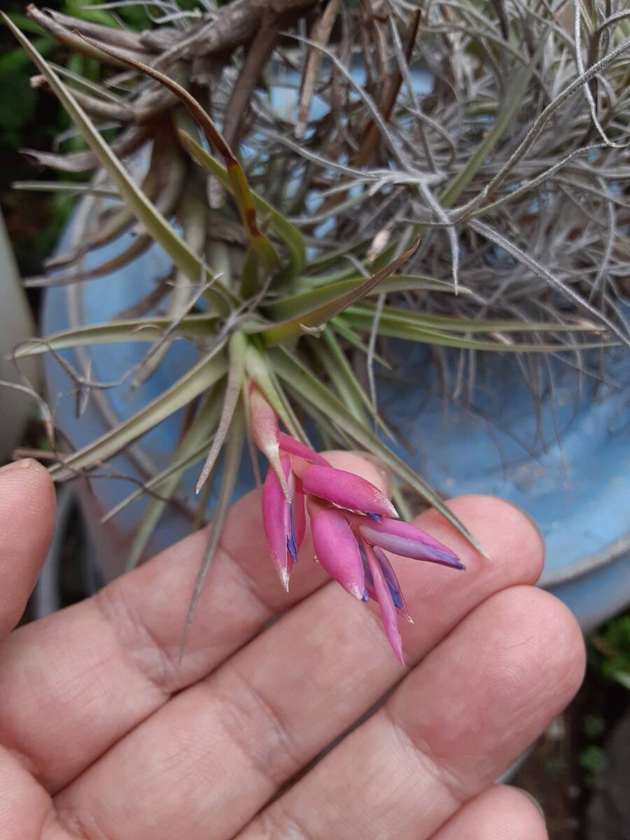 Tillandsia aeranthos の花付きクランプ株とそのほか２種セット エアープランツ ティランジア 熱帯植物 着生植物 ブロメリアの画像4