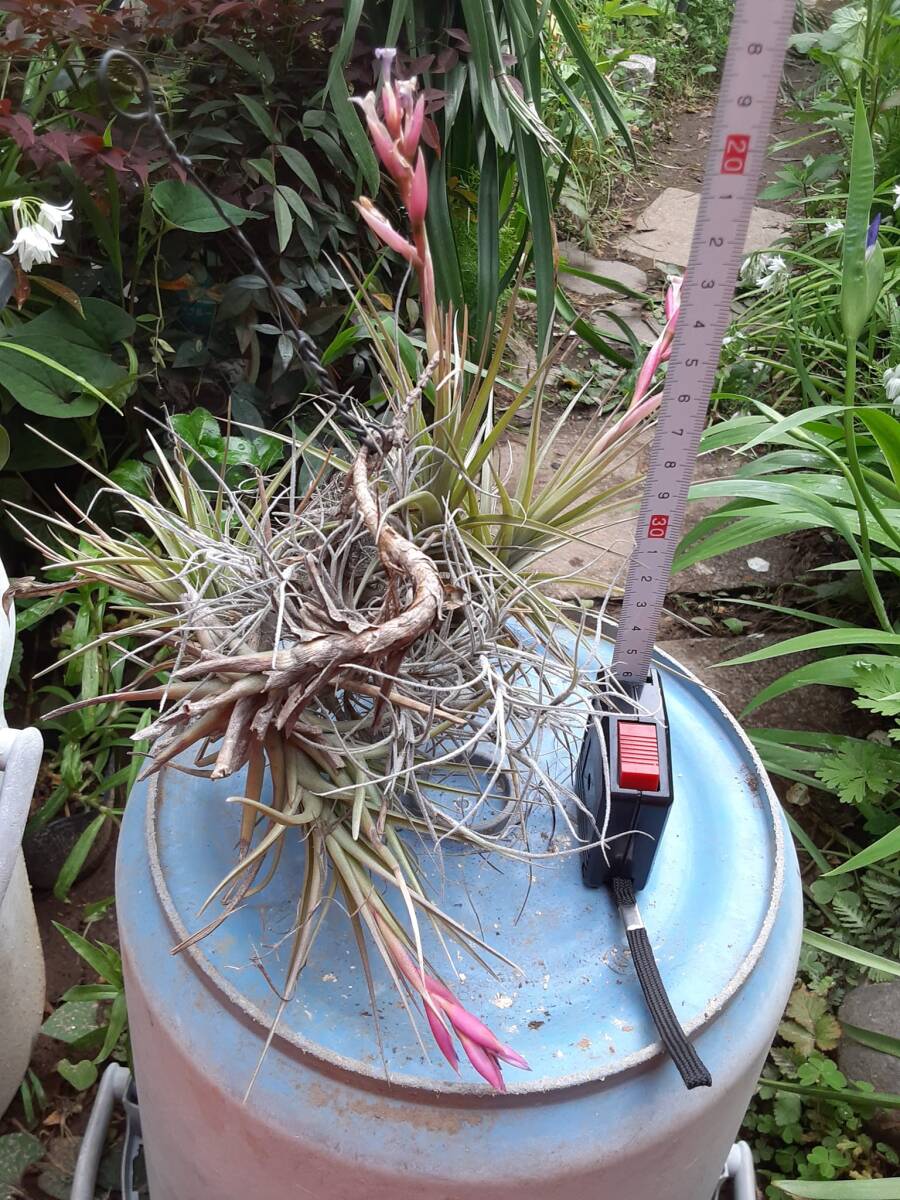 Tillandsia aeranthos の花付きクランプ株とそのほか２種セット エアープランツ ティランジア 熱帯植物 着生植物 ブロメリアの画像8