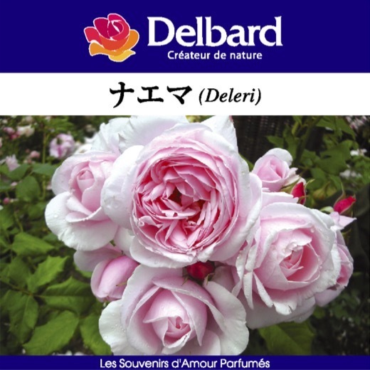  free shipping naema new seedling 4 number pot potted plant rose rose Dell crowbar French rose 