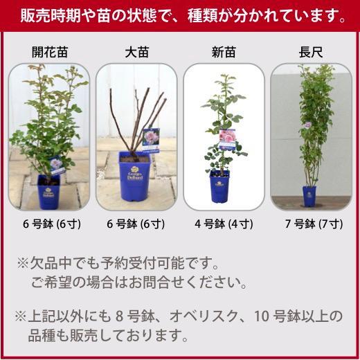 送料無料　パトラッシュ　新苗4号鉢　　鉢植え バラ 薔薇 ヤンスペック オランダ_画像3