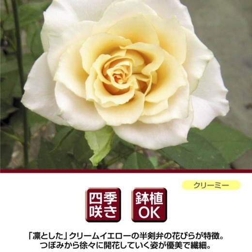  бесплатная доставка uli L новый рассада 4 номер горшок растение в горшке роза роза река книга@ роза . rose hebn серии 
