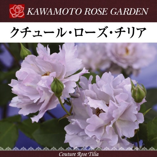 free shipping kchu-ru rose Chile a new seedling 4 number pot potted plant rose rose river book@ rose . rose 