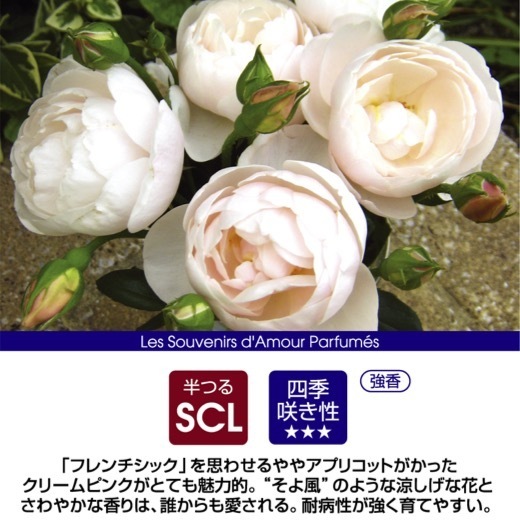  бесплатная доставка b Lee z новый рассада 4 номер горшок растение в горшке роза роза Dell монтировка French rose 