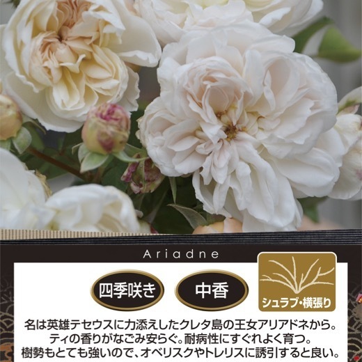 送料無料　アリアドネ　新苗4号鉢　　鉢植え バラ 薔薇 ロサ オリエンティス_画像2