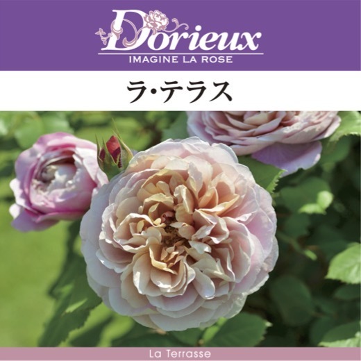 送料無料　ラ テラス6号鉢　春開花株　　鉢植え バラ 薔薇 ドリュ 大苗 フレンチローズ 開花苗_画像1