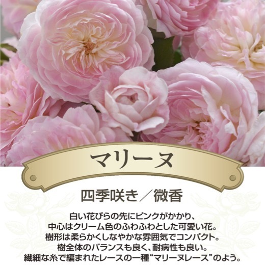  бесплатная доставка Marie n6 номер горшок весна цветение АО растение в горшке роза роза река книга@ роза . большой рассада 6 номер горшок цветение рассада 