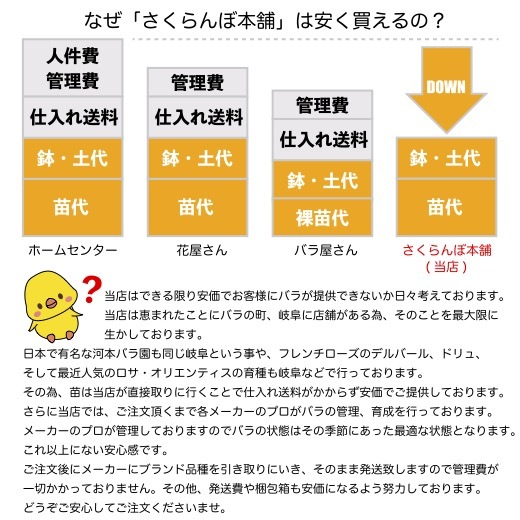 送料無料　アンナ フェンディ6号鉢　春開花株　　鉢植え バラ 薔薇 バルニ イタリア 大苗 開花苗_画像7