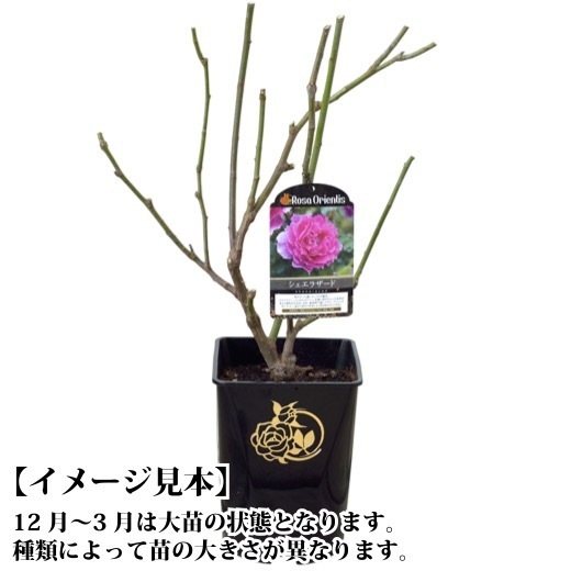 送料無料　エルミタージュ6号鉢　春開花株　　鉢植え バラ 薔薇 ニプル 大苗 開花苗_画像4