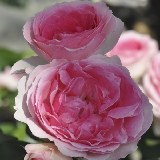  бесплатная доставка L mita-ju6 номер горшок весна цветение АО растение в горшке роза роза ni тянуть большой рассада цветение рассада 