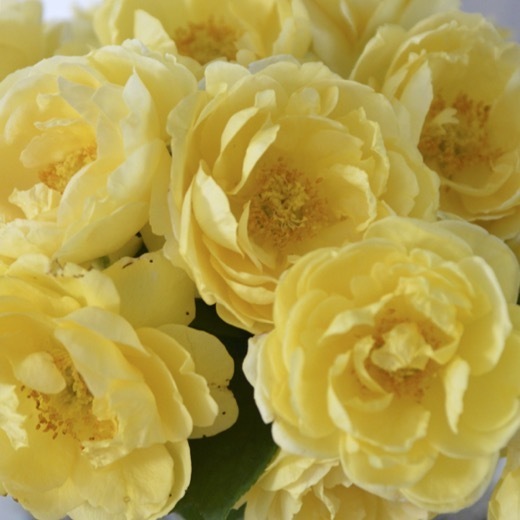  бесплатная доставка pa мусор 6 номер горшок весна цветение АО растение в горшке роза роза yan спецификация Голландия большой рассада цветение рассада 