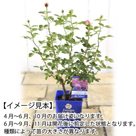 送料無料　リパブリック ドゥ モンマルトル6号鉢　春開花株　　鉢植え バラ 薔薇 デルバール 大苗 フレンチローズ 開花苗_画像3