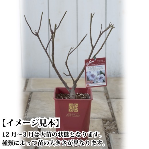 送料無料　ラ ベル ポー　6号鉢　春開花株　　鉢植え バラ 薔薇 河本バラ園 大苗 開花苗_画像4