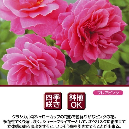  бесплатная доставка Abu Dell 6 номер горшок весна цветение АО растение в горшке роза роза река книга@ роза .hebn серии большой рассада цветение рассада 