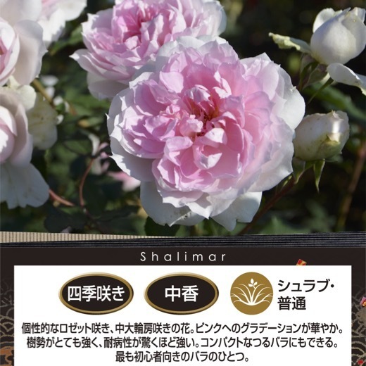  бесплатная доставка автомобиль lima-6 номер горшок весна цветение АО растение в горшке роза роза rosaolientis большой рассада цветение рассада 